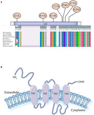Clinical phenotype and genotype of children with GABAA receptor α1 subunit gene-related epilepsy